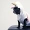 boston terrier wearing unicorn pet costume