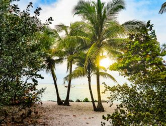 coconut trees